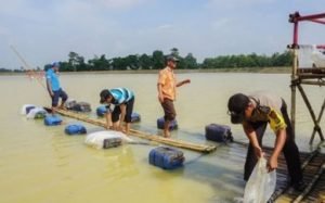 Penebaran 150 ribu bibit ekor ikan nila di Situ Rawa Abidin, Selasa (14/01) pagi.