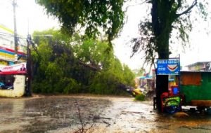 Pohon tumbang di Desa Sukadami, Kecamatan Cikarang Selatan, menutup akses Jl. Cikarang – Cibarusah, Jum'at (28/02) siang.