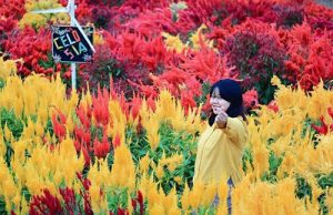 Bunga celosia, salah satu spot foto di Taman Bunga Matahari. Sejak pandemi COVID-19, taman yang ada di Kp. Rawakeladi, Desa Sukamurni Kecamatan Sukakarya ini terpaksa tutup sementara.