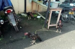 3 ekor ayam jantan siap adu yang diamankan oleh petugas kepolisian di Mapolsek Cikarang Timur, Senin (09/04) pagi.