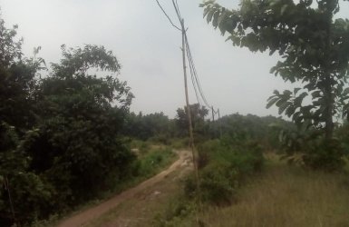 Batang bambu tampak menyangga kabel listrik ke pemukiman warga di Kp. Korod RT 01/06 Desa Ridogalih Kecamatan Cibarusah.