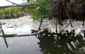 Ribuan jenis ikan di aliran sungai Kaloran ditemukan warga Kp. Sembilangan RT 02/09 Desa Samudera Jaya Kecamatan Tarumajaya mati mendadak, Minggu (04/11) pagi.