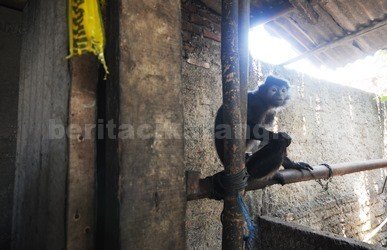 Lutung Jawa, binatang yang masuk dalam kelompok satwa dilindungi yang dipelihara oleh TR di Desa Karang Asih, Kecamatan Cikarang Utara