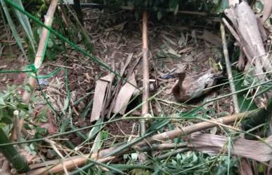 Satu ekor bebek dewasa yang masih hidup dijadikan sebagai umpan oleh petugas Damkar Kabupaten Bekasi untuk mejerat buaya di Kali CBL, Rabu (23/01).