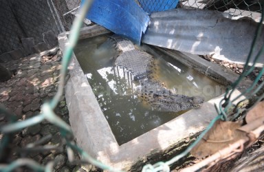 Seekor Buaya Muara yang disita petugas kepolisian di penangkaran ilegal milik TR di Desa Karang Asih, Kecamatan Cikarang Utara