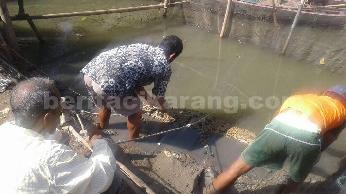 Penangkapan buaya muara berukuran besar yang dibawa oleh sejumlah warga dari perairan laut Muara Kuntul ke Kp. Muara Pecah, Desa Pantai Bahagia, Kecamatan Muaragembong menggunakan perahu dan tali, Jum'at (26/08).