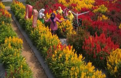 Pengunjung TBMB saat beswafoto di antaran hamaparan bunga celosia.