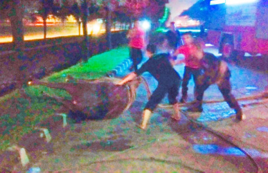 Petugas Damkar Kabupaten Bekasi saat berhasil mengevakuasi kerbau yang terjebak di dalam saluran irigasi dengan kedalaman kurang lebih 3 meter di Kawasan Marunda Center, Kecamatan Tarumajaya, Rabu (27/03) malam.