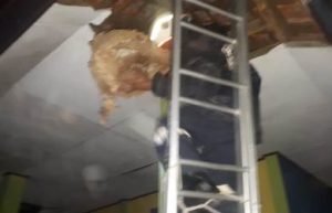 Salah seorang petugas saat mengevakuasi sarang tawon di plafon salah satu kelas di SMP Negeri 1 Tambun Utara, Jum'at (11/01) malam.