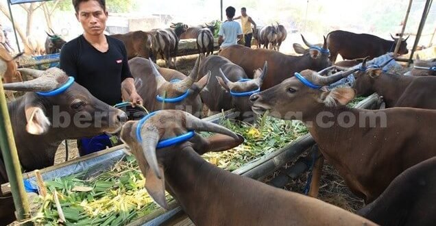 Pedagang hewan qurban tidak akan dikenai retribusi oleh petugas kesehatan yang diturunkan oleh DPPK Kabupaten Bekasi.
