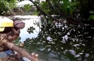 Ribuan jenis ikan di aliran sungai Kaloran ditemukan warga Kp. Sembilangan RT 02/09 Desa Samudera Jaya Kecamatan Tarumajaya mati mendadak, Minggu (04/11) pagi.