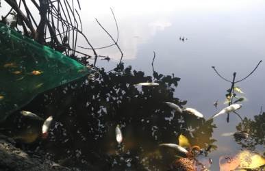 Ikan bandeng di tambak milik warga di Kp. Sembilangan, Desa Samudera Jaya Kecamatan Tarumajaya, masih ditemukan mati mendadak, Jum'at (23/11).