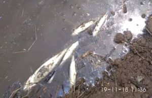 Sejumlah ikan di tambak milik warga yang mati mendadak. Foto diambil pada Senin (19/11) sekitar pukul 11.36 WIB.