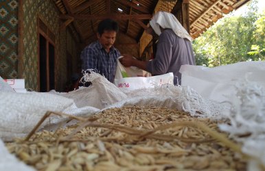 Salah seorang petani di RT 02/07 Kp. Gempol, Desa Ridogalih, Kecamatan Cibarusah saat menghitung berat padi hasil panen mereka, Sabtu (13/07).