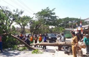 Pohon tumbang di Kp. Kandang Gereng, RT 01/04 Desa Hegarmukti, Kecamatan Cikarang Pusat dan menimpa satu unit sepeda motor, Selasa (10/09).