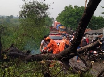 Proses evakuasi batang pohon yang tumbang dan menutup akses Jl. Raya Cicau, Rabu (11/12) sore.