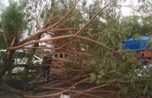 Pohon tumbang di area Pintu 11 Jababeka, Desa Jayamukti, Kecamatan Cikarang Pusat, Rabu (06/11) siang.