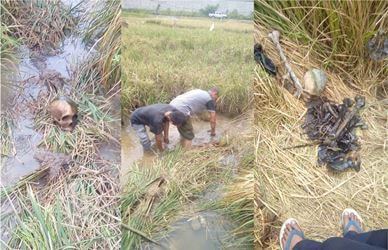 tengkorak pasir limus