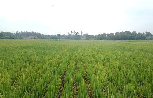 Penyemprotan hama wereng coklat dengan menggunakan drone di lahan pertanian warga di Desa Sukamukti, Kecamatan Bojongmangu.