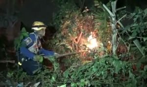 Pemusnahan sarang tawon vespa affinis oleh petugas Pemadam Kebakaran Kabupaten Bekasi