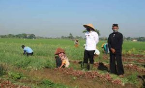 Pj Bupati Bekasi, Dani Ramdan saat mengunjungi para petani bawang merah di Desa Sukahurip, Kecamatan Sukatani, Kamis (12/08).