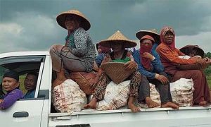 Panen lengkuas di Desa Muktijaya, Kecamatan Setu, Kabupaten Bekasi. Daerah ini terkenal sebagai produsen salah satu tanaman obat (biofarmaka) jenis rimpang.