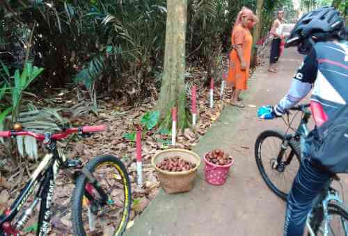 Panen salak di Kp. Cisaat, Desa Kertarahayu, Kecamatan Setu.