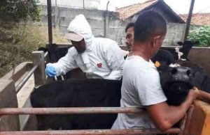 Vaksinasi PMK hewan ternak di Kabupaten Bekasi.