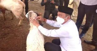 Pj Bupati Bekasi Dani Ramdan memasangkan kalung di salah satu hewan kurban, yang sudah dilakukan pemeriksaan, sebagai tanda bahwa hewan tersebut telah diperiksa dan aman dari virus PMK, di Perumahan Grand Cikarang City (GCC), Kecamatan Cikarang Utara.
