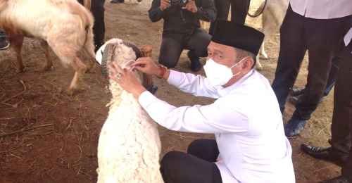 Pj Bupati Bekasi Dani Ramdan memasangkan kalung di salah satu hewan kurban, yang sudah dilakukan pemeriksaan, sebagai tanda bahwa hewan tersebut telah diperiksa dan aman dari virus PMK, di Perumahan Grand Cikarang City (GCC), Kecamatan Cikarang Utara.