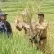 Selain tahan terhadap serangan hama dan kualitas padi yang baik, beras yang dihasilkan juga pulen sehingga padi merah ‘Cibadak Bekasi’ mulai dilirik masyarakat dan para petani lantaran memiliki nilai jual tinggi.