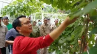 Penjabat Bupati Bekasi Dani Ramdan saat mengunjungi kebun anggur organic White Garden Grape yang terletak di Kelurahan Wanasari, Kecamatan Cibitung.