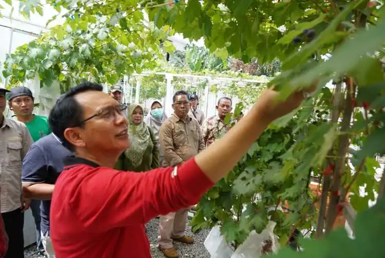 Penjabat Bupati Bekasi Dani Ramdan saat mengunjungi kebun anggur organic White Garden Grape yang terletak di Kelurahan Wanasari, Kecamatan Cibitung.