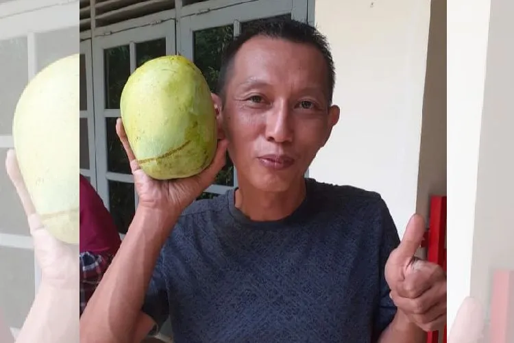 Mangga Dalban Daram Bekasi super jumbo khas Muaragembong.