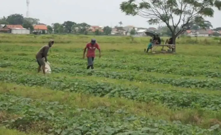 Memasuki awal Ramadhan 1444 Hijriah, sejumlah petani di Desa Sriamur, Kecamatan Tambun Utara mulai memanen timun suri.