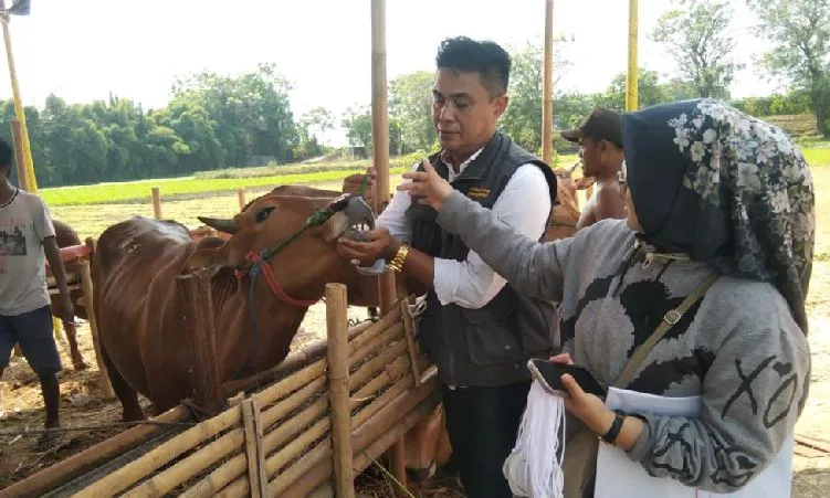 Tim pengawas kesehatan hewan kurban saat memeriksa kesehatan hewan kurban di salah satu lapak pedagang di wilayah Kabupaten Bekasi.