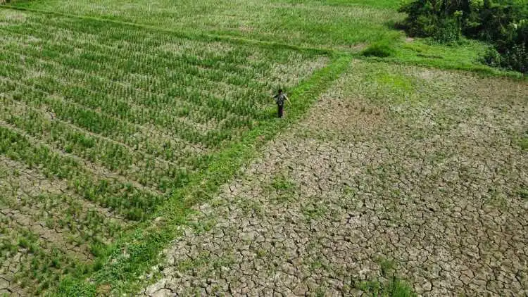 Alami kekeringan: Lahan pertanian di Kecamatan Karangbahagia, Kabupaten Bekasi.