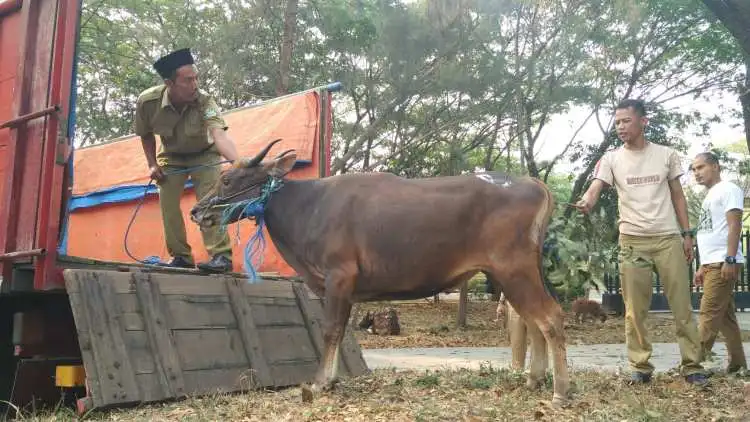 Hewan kurban di Kabupaten Bekasi.