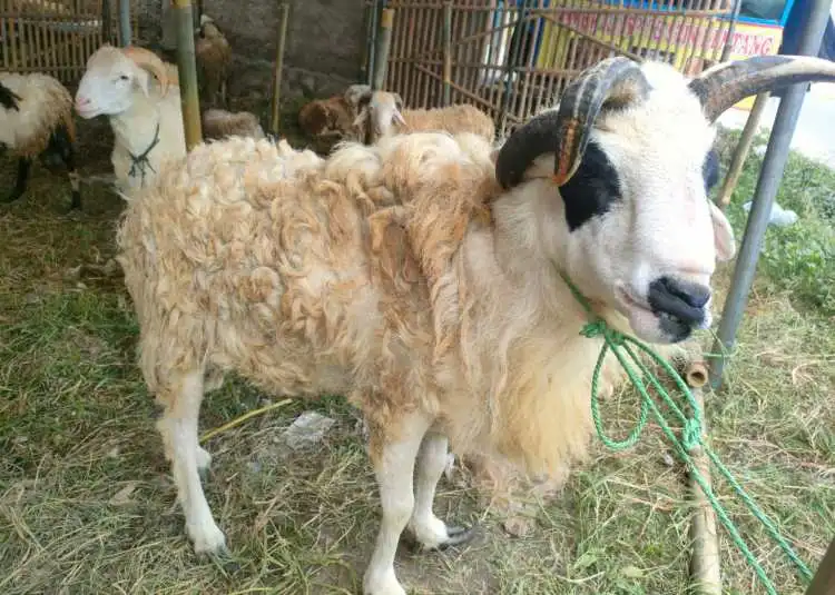 Jelang Idul Adha, Si Jek domba bertanduk empat asal Tambun Utara, Kabupaten Bekasi ini dibandrol dengan harga Rp6 juta