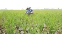 Dampak fenomena El Nino, ribuan hektar lahan pertanian di Kecamatan Sukawangi, Kabupaten Bekasi alami kekeringan