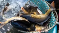 Pemerintah Kabupaten Bekasi berupaya meningkatkan produksi ikan budidaya dan tangkap mencapai 7.500 ton per tahun.