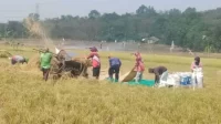 Ditengah kekeringan, para petani di Kecamatan Bojongmangu, Kabupaten Bekasi berhasil memanen padi secara normal dari sawah yang digarapnya.
