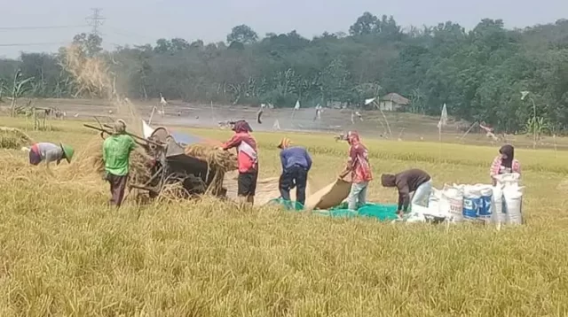 Ditengah kekeringan, para petani di Kecamatan Bojongmangu, Kabupaten Bekasi berhasil memanen padi secara normal dari sawah yang digarapnya.
