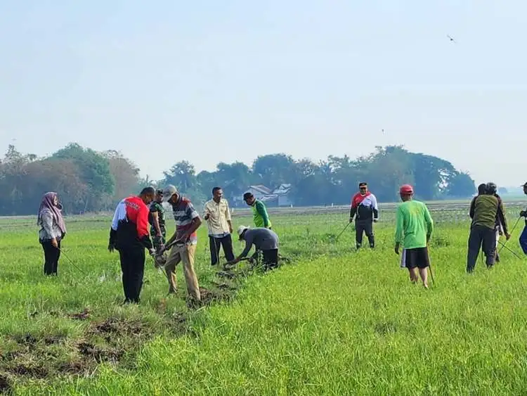 Perburuan tikus dilakukan warga di Kampung Pisangan Batu, Desa Kertamukti, Kecamatan Cibitung menggunakan teknik ‘gropyokan’ dengan membongkar lubang-lubang aktif di sekitar areal persawahan yang dicurigai sebagai sarang tikus menjelang dimulainya musim tanam padi.