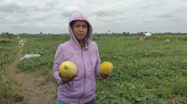 Menjelang Ramadhan, Annah (34) sengaja datang ke kebun timun suri di Desa Sriamur, Tambun Utara, Kabupaten Bekasi untuk membeli buah timun suri segar yang baru dipetik dari pohonnya.  