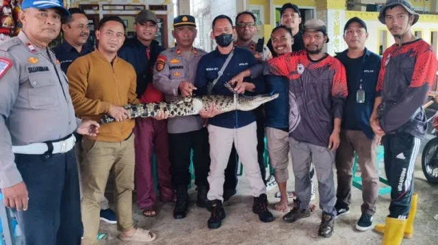 Buaya muara sepanjang 1,4 meter yang berhasil ditangkap anggota FPRB Kecamatan Tarumajaya dan Sahabat Reptil Bekasi dari Kali Blencong, Desa Pantai Makmur, Kecamatan Tarumajaya diserahkan kepada petugas BKSDA Jakarta, Sabtu (09/03) pagi.