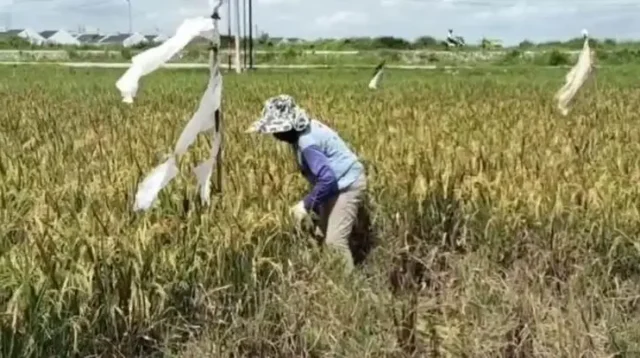 Para petani di Desa Srimukti, Kecamatan Tambun Utara, Kabupaten Bekasi mengalami kerugian akibat serangan hama tikus dan wereng