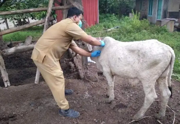 Untuk mencegah meluasnya Penyakit Mulut dan Kuku (PMK) pada ternak lain, petugas melakukan vaksinasi PMK pada hewan ternak yang sehat.