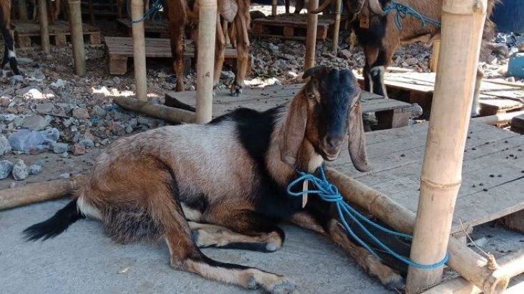 Menjelang Hari Raya Idul Adha 1445 Hijriah lapak dadakan penjualan hewan kurban mulai bermunculan di Cikarang, Kabupaten Bekasi.