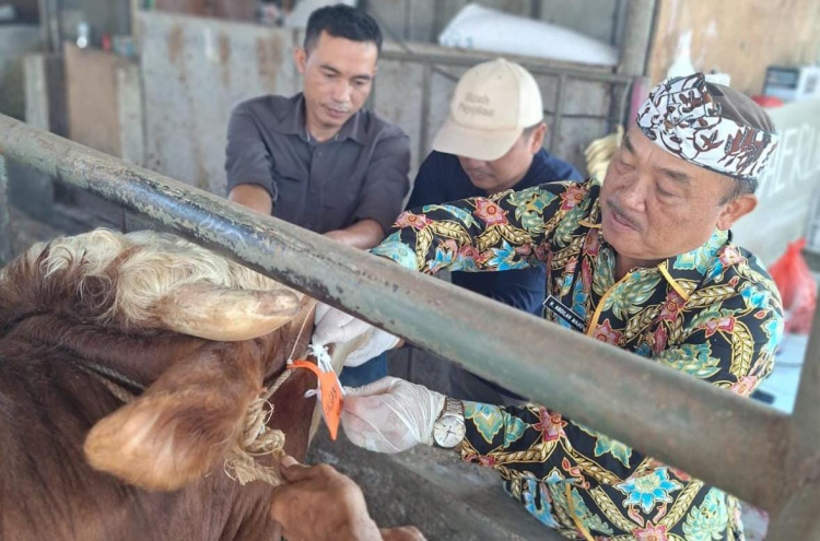 Pemerintah Kabupaten (Pemkab) Bekasi memeriksa puluhan ribu hewan kurban yang dijual di lapak-lapak di wilayahnya sejak Senin 4 Juni 2024 lalu.